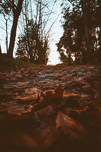 Nature, Trees, Autumn, Path, Foliage, Dry HD phone wallpaper