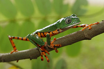 STRIPED LEAF FROG, reptilian, striped, amphibian, frog, leaf frog, green, cold blooded, leaf, webbed feet HD wallpaper