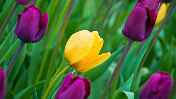 Plants, Flowers, Tulips HD wallpaper