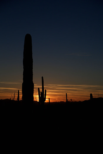 Cactuses, Night, Dark, Outlines, Darkness, Valley HD phone wallpaper