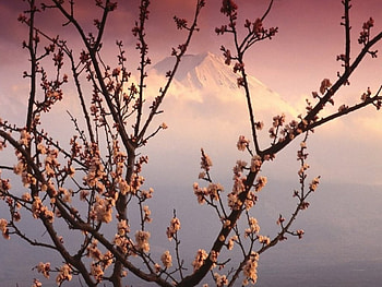 Cherry Blossoms and Mt Fuji, mountains, fuji, cherry, blossom HD wallpaper