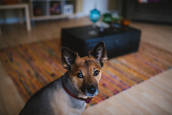 Animals, Dog, Muzzle, Sight, Opinion HD wallpaper
