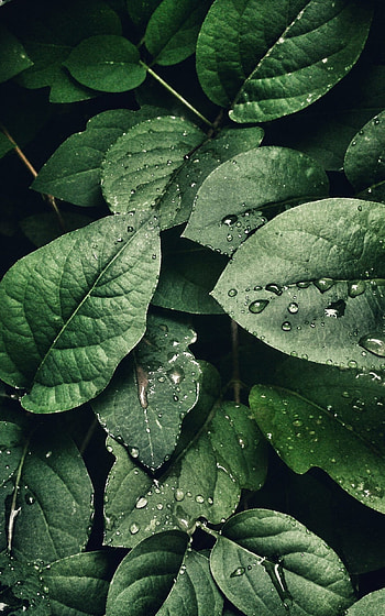 leaves, High-resolution foliage, Nature's detail, Mobile marvel HD phone wallpaper
