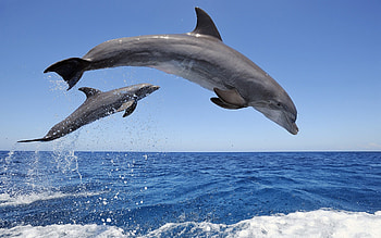 Animals, Dolfins HD wallpaper