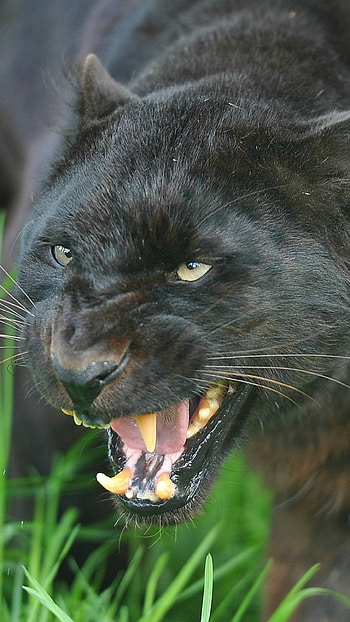 Black Panther, Animal, Animal, Panther HD phone wallpaper
