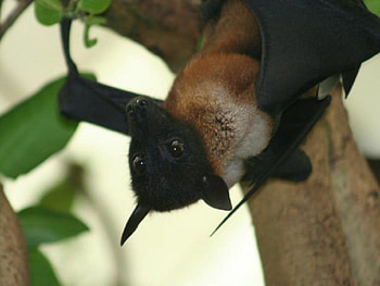 Bat, Bird, Night Bird, Night HD wallpaper