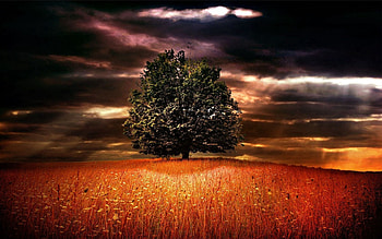 Nature, Shine, Light, Wood, Tree, Branches, Branch, Field, Color, Colors, Ears, Lonely, Spikes HD wallpaper