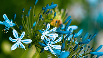 Blue Flowers Petals Buds Macro Blur Background graphy graphy HD wallpaper