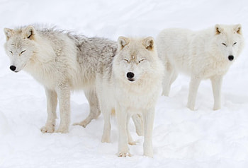 Arctic Wolf, white, timber, saying, black, wolves, , wolf, canislupus, howling, wisdom HD wallpaper