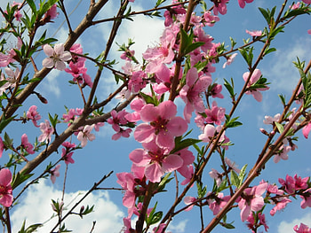 Plants, Flowers HD wallpaper