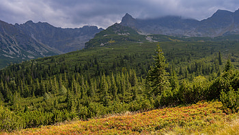 spruce , High-resolution beauty, Nature's majesty, Detailed landscapes HD wallpaper