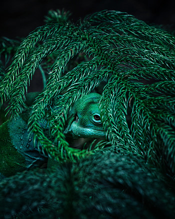 Animals, Plant, Reptile, Chameleon, Mimicry HD phone wallpaper