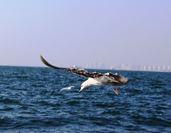 seagull, sea, wiew, resting HD wallpaper