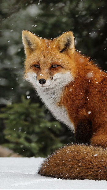 Fox, Adorable, Animal HD phone wallpaper
