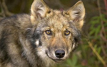 Animals, Forest, Muzzle, Wolf, Sight, Opinion, Hunting, Hunt HD wallpaper