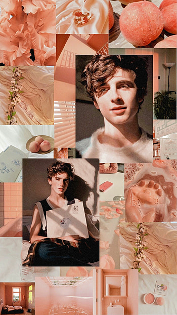 Timothee Chalamet, Rising star, Aesthetic appeal, Talented actor HD phone wallpaper