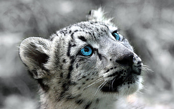 Snow Leopard , Breathtaking beauty, Stealthy predator, Snow-covered habitat HD wallpaper