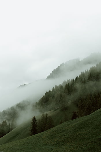 Serene misty forest covering lush green hillside in peaceful and tranquil atmosphere. HD phone wallpaper