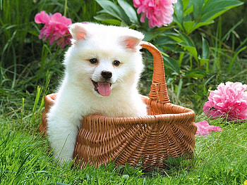 Take Me With You, dog, puppy, canine, domestic HD wallpaper