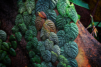 Nature, Leaves, Plant, Tropical, Patterned HD wallpaper
