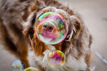 Bubble Dog graphy, bubble, dog, graphy HD wallpaper