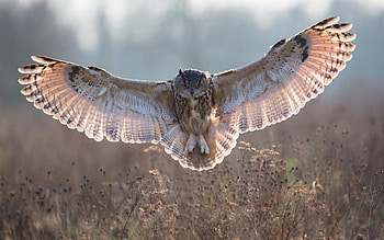 Animals, Grass, Owl, Flight, Wings, Wave, Sweep HD wallpaper