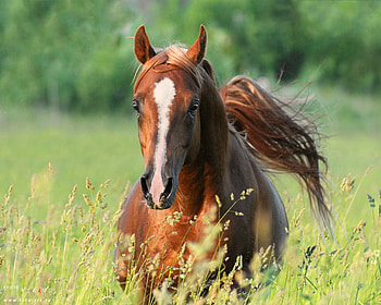 Chestnut Arabian, horses, chestnut, field, arabian, oriental HD wallpaper