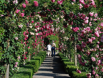 rose garden, pink, arches, roses, garden, beautiful HD wallpaper