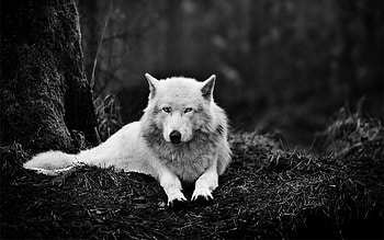 White Wolf - Full search HD wallpaper