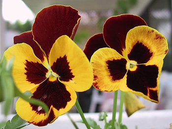 Pretty Pansies, pansies, flowers, pretty, yellow HD wallpaper