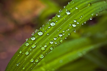 Drops, green, leaf, droplate HD wallpaper