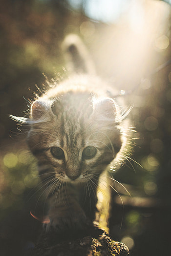 Animals, Glare, Cat, Kitty, Kitten, Sweetheart, Nice, Sunlight HD phone wallpaper
