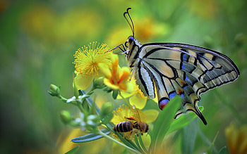 Butterfly, animal, nature, insect HD wallpaper