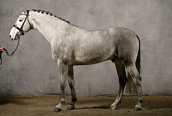Anglo-Arab, english, crossbreed, horses, grey, arabian HD wallpaper