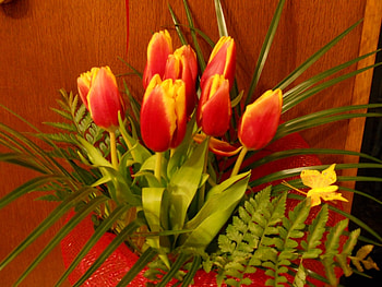 Plants, Flowers, Tulips HD wallpaper