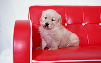 Dog, sweet, dogs, puppies, cute, beautiful, playful, playful dog, puppy, dog face, pretty, animals, face, lovely HD wallpaper