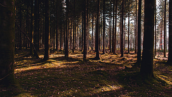 Forest, Pine Trees HD wallpaper