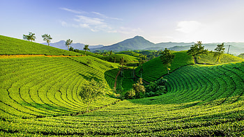 Greenery Tea Plantation Scenery Mountains Under Blue Sky During Daytime Nature HD wallpaper