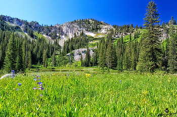 Landscape, Nature, Trees, Mountains, Field HD wallpaper
