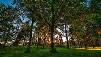 Nature, Trees, Grass, Park, Crown, Color, Colors, Hill, Crowns, From Below HD wallpaper
