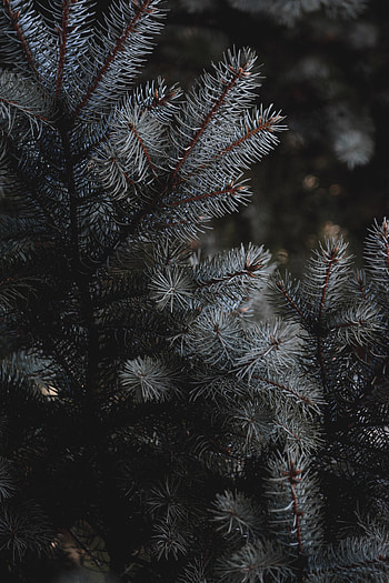 Needle, Macro, Branches, Spruce, Fir HD phone wallpaper