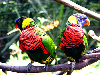 Parrat Twins, birds, animals, tropical, pets HD wallpaper