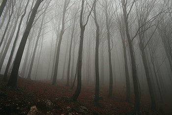 Foggy_Forest, trees, nature, morning, forest HD wallpaper