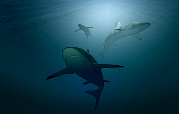 Sharks , shark, underwater, fish, animals HD wallpaper