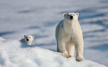 Animals, Winter, Bears HD wallpaper
