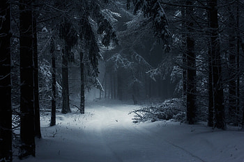 walls, Black and White Winter Forest HD wallpaper