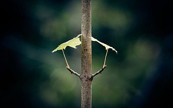 Background, Leaves, Plant, Macro, Dark, Branch HD wallpaper