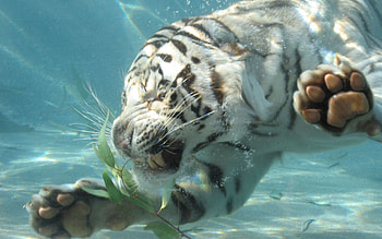 Animals, Grin, Muzzle, Predator, Big Cat, Tiger, Albino, Anger HD wallpaper