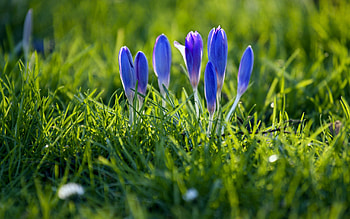 Spring, Flowers, Snowdrops, Plant HD wallpaper