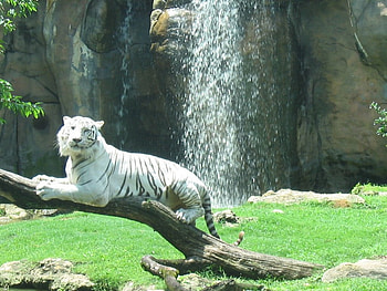 whitetiger, water falls, zoo, on log HD wallpaper